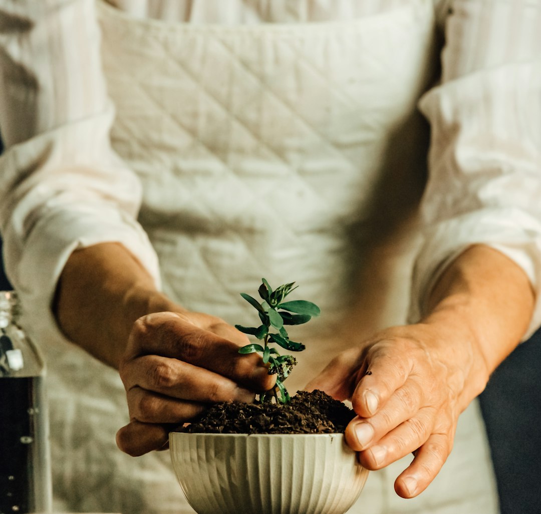 Person holding green plant in black pot