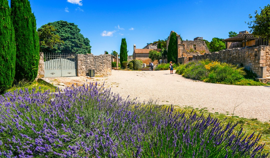 Lavender field with ancient stone buildings on a sunny day