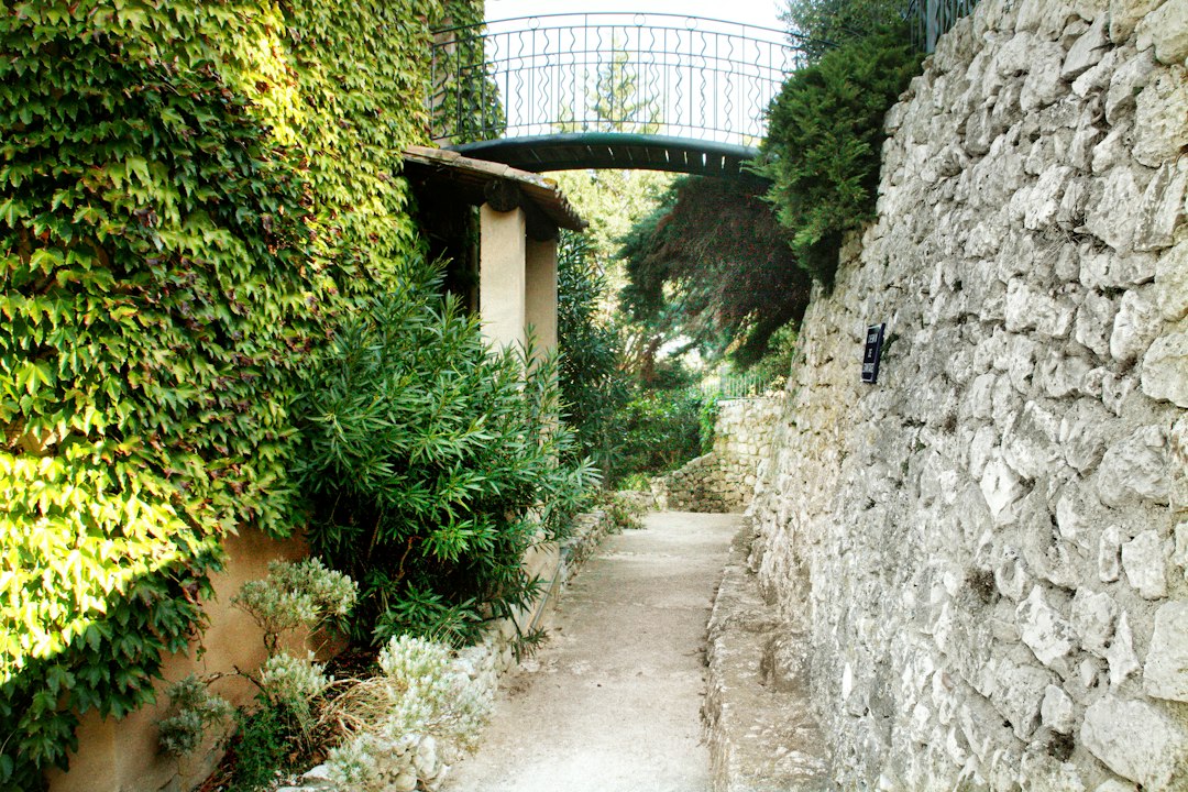 Stone pathway bordered by ivy and greenery